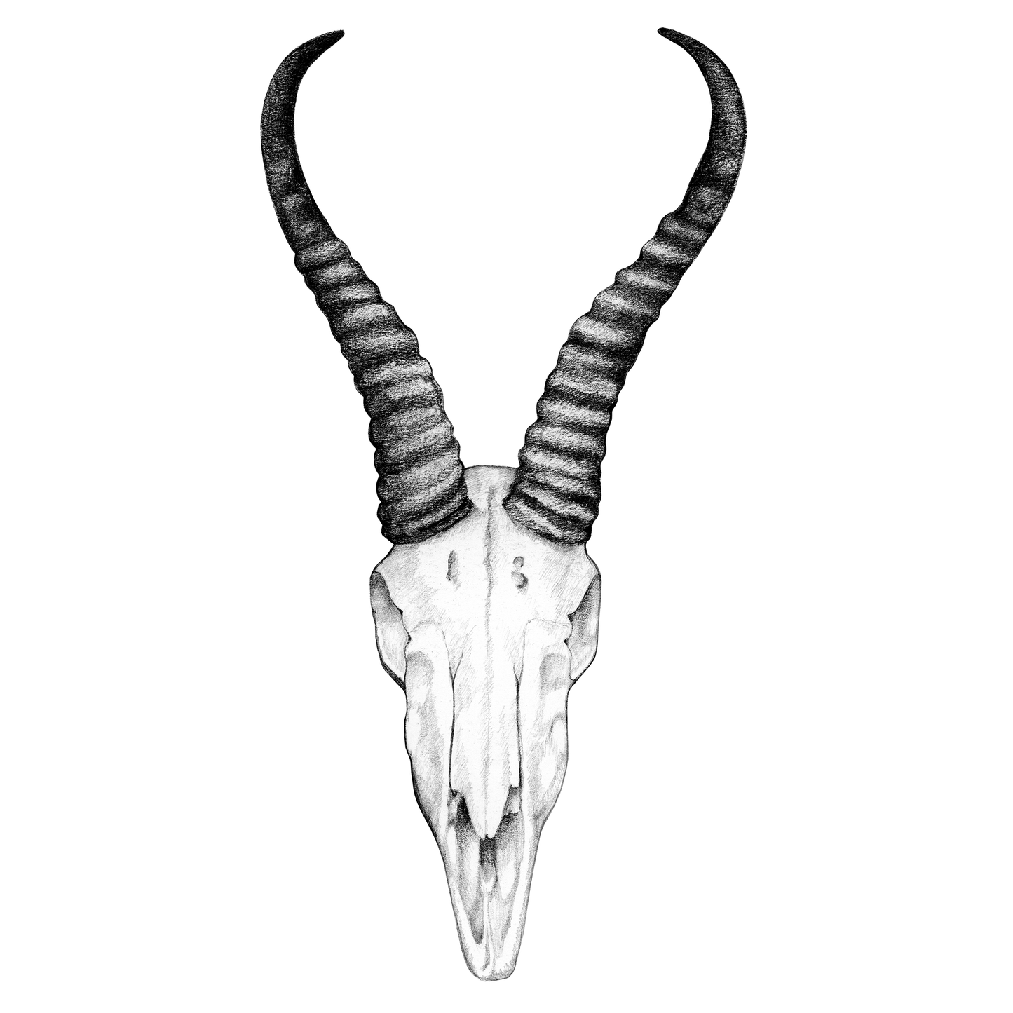 Bok skull T-shirt